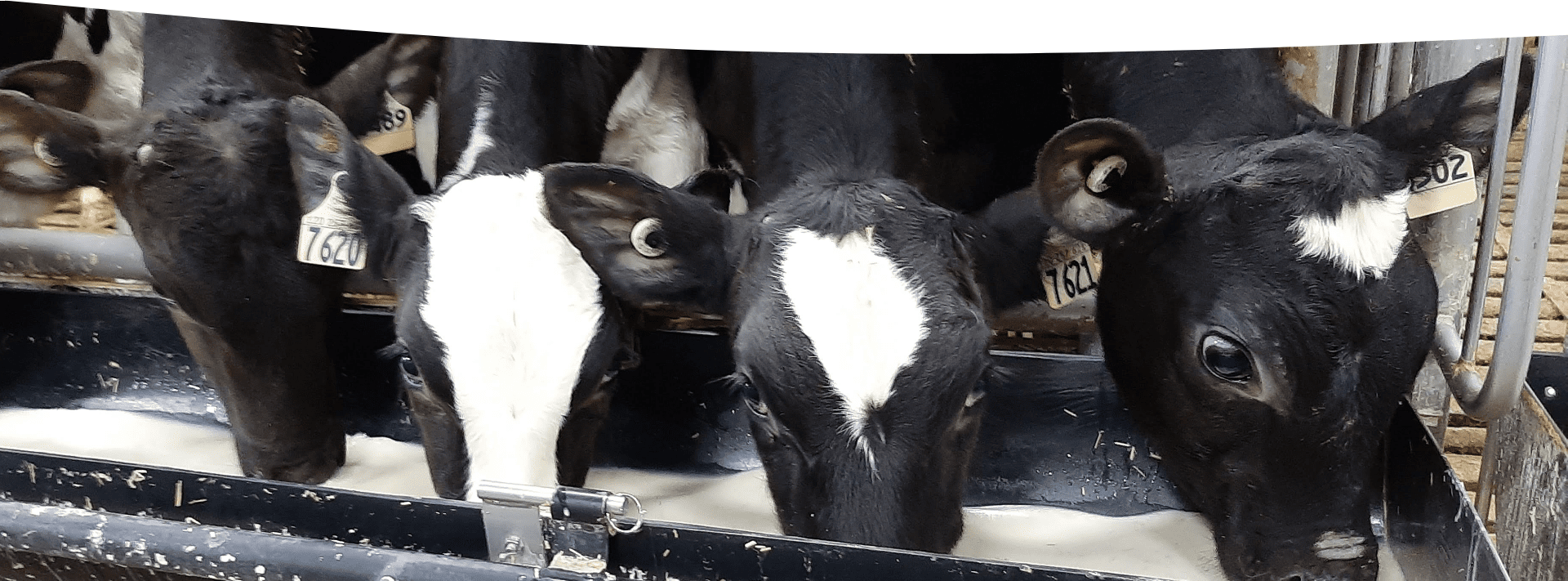 vaches qui mangent