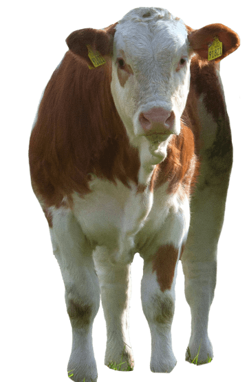 veau