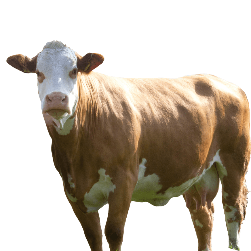 vache